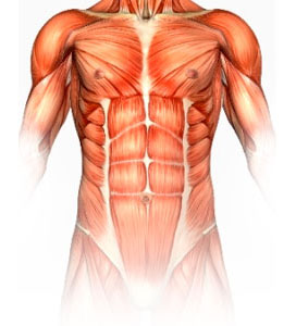 Core Muskler