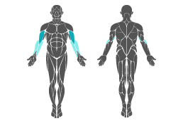 Muskelgruppe: Arme