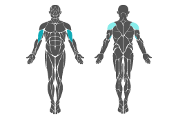 Muskelgruppe: Arme