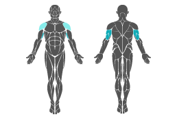 Muskelgruppe: Arme
