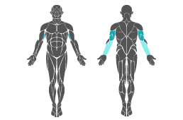 Muskelgruppe: Arme