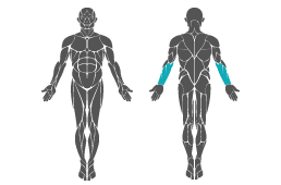 Muskelgruppe: Arme