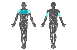 Muskelgruppe: Arme