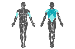 Muskelgruppe: Arme