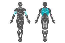 Muskelgruppe: Arme