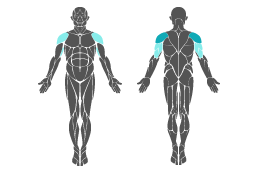 Muskelgruppe: Arme
