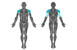 Muskelgruppe: Arme