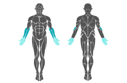 Muskelgruppe: Arme