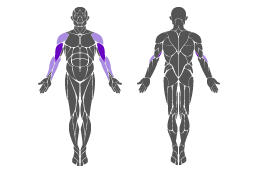 Muskelgruppe: Arme