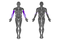 Muskelgruppe: Arme