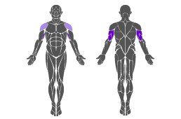 Muskelgruppe: Arme