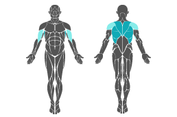 Muskelgruppe: Arme