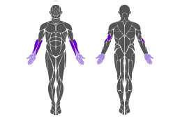 Muskelgruppe: Arme