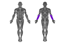Muskelgruppe: Arme