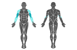 Muskelgruppe: Arme