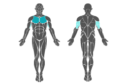 Muskelgruppe: Arme